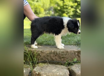Wunderschöner Border Collie Welpe Rüde sucht liebevolles Zuhause