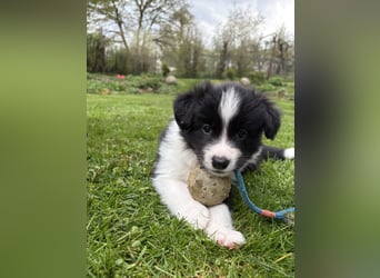 Wunderschöner Border Collie Welpe Rüde sucht liebevolles Zuhause