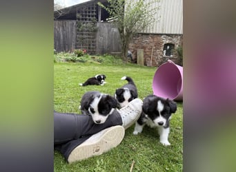Wunderschöner Border Collie Welpe Rüde sucht liebevolles Zuhause