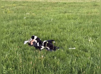 Border Collie Welpe sucht sein Für-Immer-Zuhause