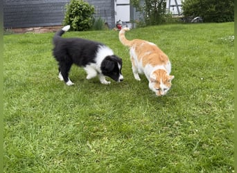 Wunderschöner Border Collie Welpe Rüde sucht liebevolles Zuhause