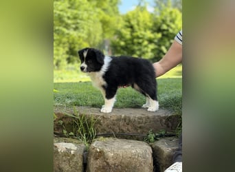 Wunderschöner Border Collie Welpe Rüde sucht liebevolles Zuhause