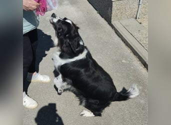 Mickey braucht ein liebevolles Zuhause