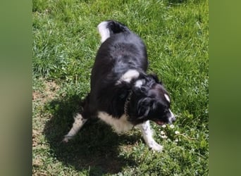 Mickey braucht ein liebevolles Zuhause