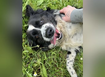 Mickey braucht ein liebevolles Zuhause