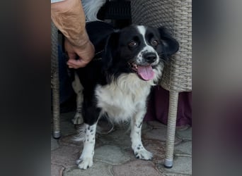 Mickey braucht ein liebevolles Zuhause