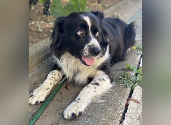 Mickey braucht ein liebevolles Zuhause