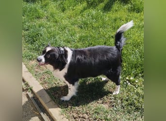 Mickey braucht ein liebevolles Zuhause