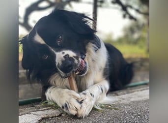 Mickey braucht ein liebevolles Zuhause