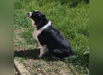 Mickey braucht ein liebevolles Zuhause