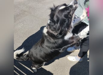 Mickey braucht ein liebevolles Zuhause