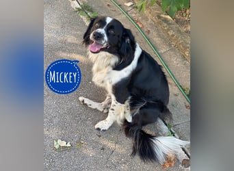 Mickey braucht ein liebevolles Zuhause