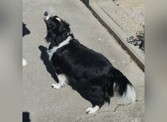 Mickey braucht ein liebevolles Zuhause