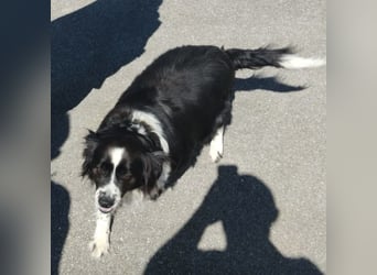 Mickey braucht ein liebevolles Zuhause