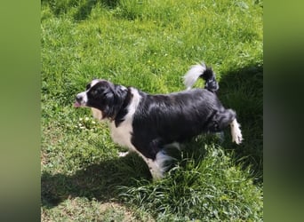 Mickey braucht ein liebevolles Zuhause