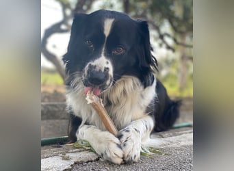 Mickey braucht ein liebevolles Zuhause