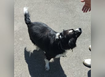 Mickey braucht ein liebevolles Zuhause