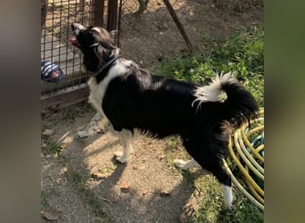 Mickey braucht ein liebevolles Zuhause