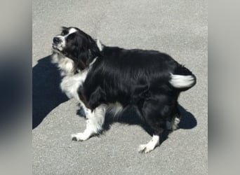 Mickey braucht ein liebevolles Zuhause