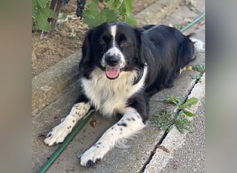 Mickey braucht ein liebevolles Zuhause