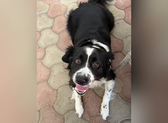 Mickey braucht ein liebevolles Zuhause