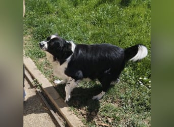 Mickey braucht ein liebevolles Zuhause