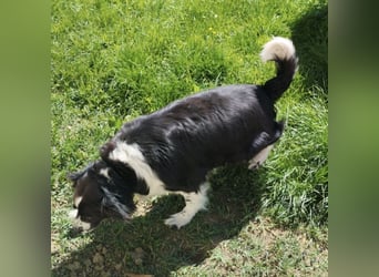 Mickey braucht ein liebevolles Zuhause