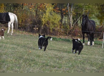 Border collies FCI