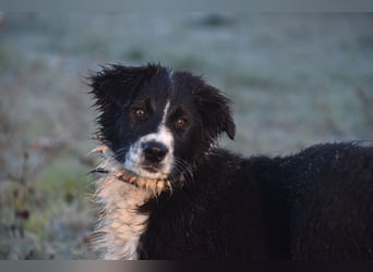 Border collies FCI