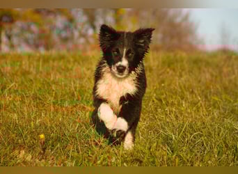Border collies FCI