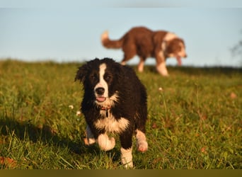 Border collies FCI