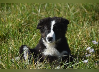 Border collies FCI