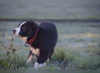 Border collies FCI