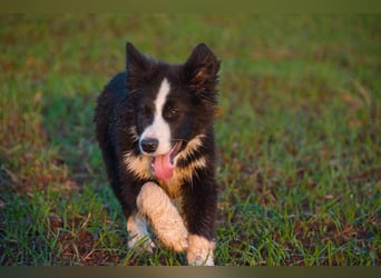 Border collies FCI