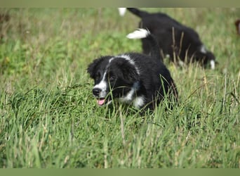 Border collies FCI