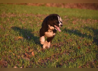Border collies FCI