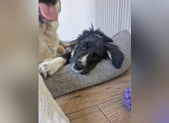 Feli Border-Aussie Mix sucht Traumplatz