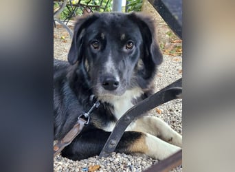 Feli Border-Aussie Mix sucht Traumplatz