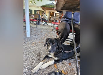 Feli Border-Aussie Mix sucht Traumplatz