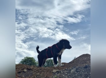 Feli Border-Aussie Mix sucht Traumplatz