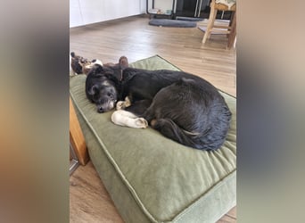 Feli Border-Aussie Mix sucht Traumplatz