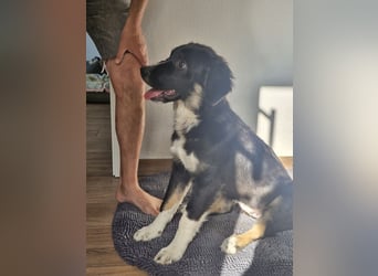 Feli Border-Aussie Mix sucht Traumplatz