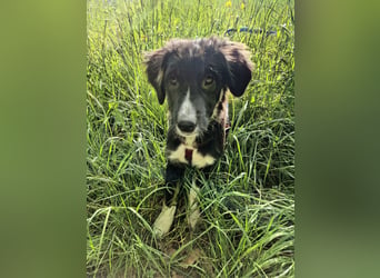 Feli Border-Aussie Mix sucht Traumplatz