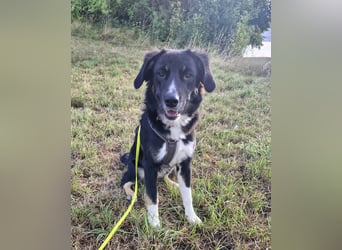 Feli Border-Aussie Mix sucht Traumplatz