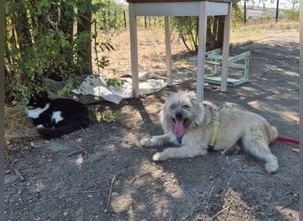 Clark sucht ein neues Zuhause