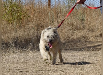 Clark sucht ein neues Zuhause