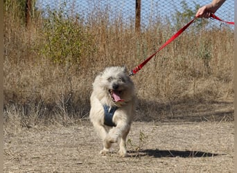 Clark sucht ein neues Zuhause