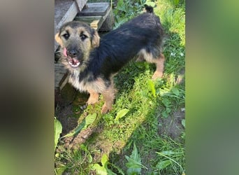 Milena, ganz liebe Katzenfreundin