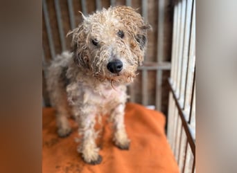 (R) superlieber kleiner Lausbub TEDDY - 1 Jahr, 38cm(8,5kg - Border Terrier-Mix