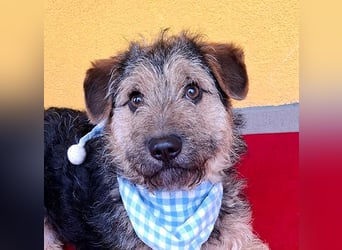 superlieber kleiner Lausbub TEDDY - 1 Jahr, 38cm(8,5kg - Border Terrier-Mix